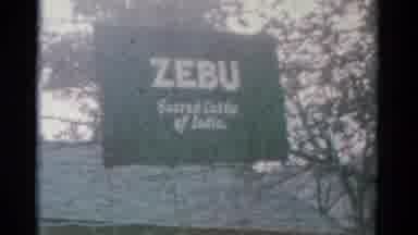 Catskill New York USA (1962): Signs Says Zebu Secret Cattle Of India Then We See