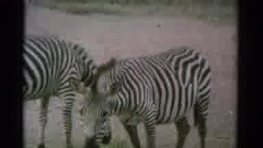 Catskill New York USA (1962): Three Zebra Are Grazing In A Field And Being