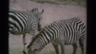 Catskill New York USA-1962: Zebras Feeding At Animal Park In Fenced Area Film