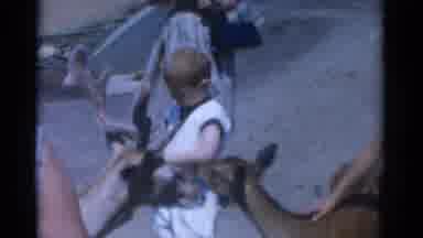 Catskill New York USA (1962): Adults And Children Gathered Around Baby Deer As