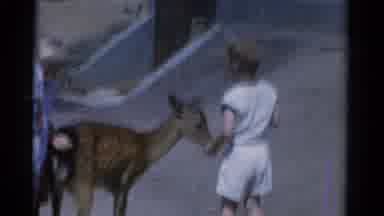 Catskill New York USA (1962): Kids Dressed In White Play With A Deer On A White