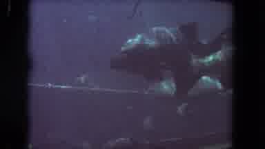 Los Angeles California USA (1962): Fishes Swimming In Aquarium