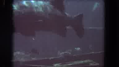 Los Angeles California USA (1962): Two Large Fish And Several Smaller Fish In A