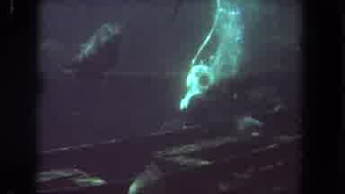 Los Angeles California USA (1962): Fish In A Aquarium