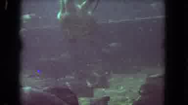 Los Angeles California USA (1962): Large Sea Turtle Swimming In A Aquarium With A