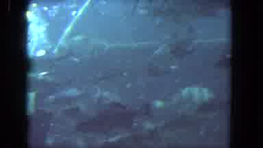 Los Angeles California USA (1962): A Diver At Seaworld Swimming With The Sea Life
