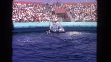 Los Angeles California USA (1962): Dolphins And Whale Show At The Water Park