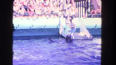 Los Angeles California USA (1962): Marine Life Animal Being Waved Away