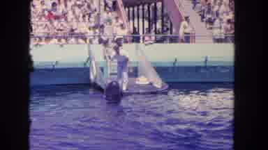 Los Angeles California USA (1962): Man Training A Whale At Seaworld In Front Of A