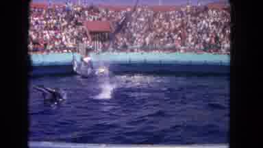Los Angeles California USA (1962): Male Trainer Orders Dolphins To Jump Over Rope