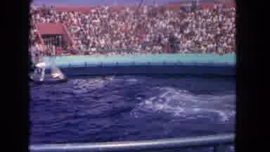 Los Angeles California USA (1962): Aquatic Animals Show In A Park For Many People