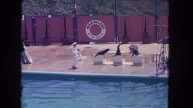 Los Angeles California USA (1962): Three Trained Seals Doing Various Tricks During
