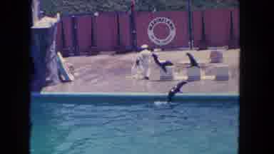 Los Angeles California USA (1962): A Man Is Giving Training For The Dolphins Near