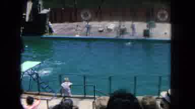 Los Angeles California USA (1962): Watching The Trained Dolphins At The Pool
