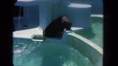 Los Angeles California USA (1962): The Dolphins Are Swim In The Water Enjoying