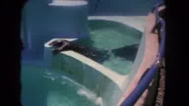Los Angeles California USA (1962): Otters Playing In The Pool At The Zoo Enjoying
