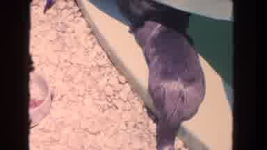 Los Angeles California USA (1962): Animal Kissing Another