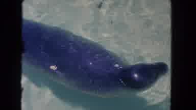 Los Angeles California USA (1962): Sea Water With The Ox Fish