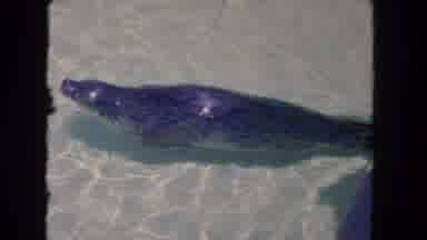 Los Angeles California USA (1962): Seal Sitting In A Pool And Then A Cut To The