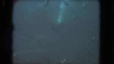 Los Angeles California USA (1962): Underwater Scene That Has A Lot Of Fish