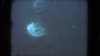 Los Angeles California USA (1962): School Of Fish Surrounding A Sea Turtle On The