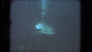 Los Angeles California USA (1962): A View Of Sea Animals Underwater