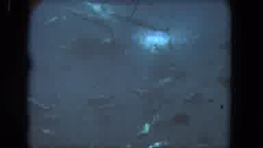 Los Angeles California USA (1962): Scuba Diver Treading Water In A School Of Fish