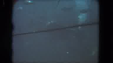Los Angeles California USA (1962): Underwater View Of Fish Swimming And White