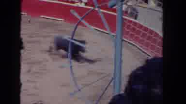 Los Angeles California USA (1962): Trapped Animal Tries Desperately To Flee An