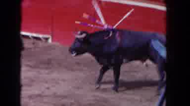 Los Angeles California USA (1962): A Large Bull Charging A Matador In The Ring