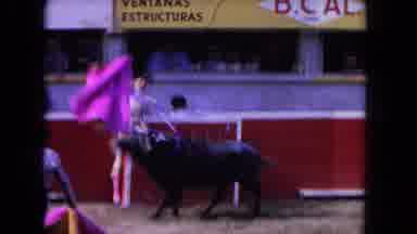 Los Angeles California USA (1962): Young Bull Strikes Towards Pink Fabric Held By