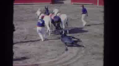 Los Angeles California USA (1962): Horse Competition Horse Died Other Horse
