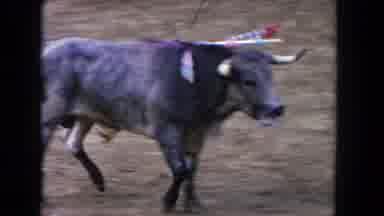 Los Angeles California USA (1962): Bull Runs Around With Things On Its Head
