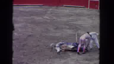 Los Angeles California USA (1962): Fallen Bull Injured And Suffering Near A