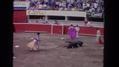 Los Angeles California USA (1962): A Fight Bull Is Falling Down On The Ground And