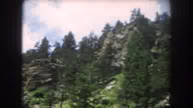Summit County Colorado USA (1962): In The Forest The Plants And Trees Are Fully