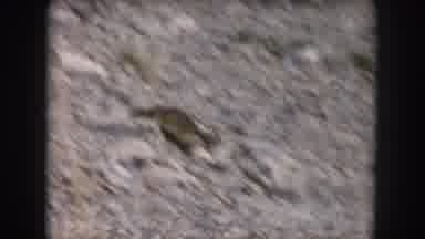 Summit County Colorado USA (1962): The Fastest Squirrel In The Land