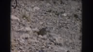 Summit County Colorado USA (1962): Man Crouched Down Trying To Lure In A Chipmunk