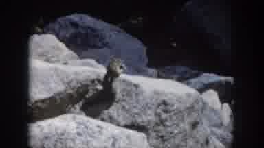 Summit County Colorado USA (1962): Odd Amateur Clip About Squirrel And Bird