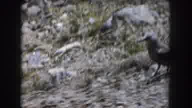 Summit County Colorado USA (1962): The Bird Looks Like A Pigeon Looking For The