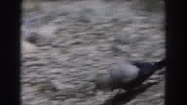 Summit County Colorado USA (1962): The Bird Fly In The Tree Gradan On The Place