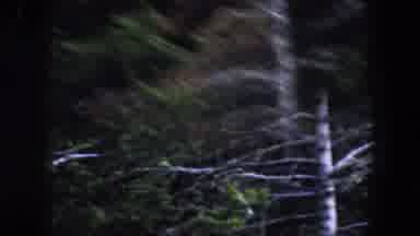 Summit County Colorado USA (1962): Driving Through The Woods And Looking At The