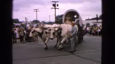 Barrington Illinois USA (1963): Cows Pulling A Wagon Around The Street With A Man