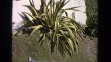 San Francisco California (1963): Beauty Of Plants And Nature
