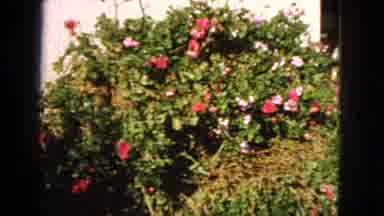 San Francisco California (1963): Gardener Showing Off And Zooming Into The Light