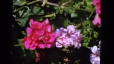 San Francisco California (1963): Pink Flowers Shaken By The Wind Girl Washes Her