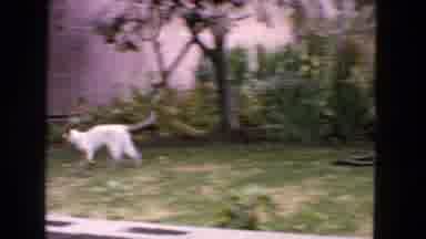 San Francisco California (1963): The Cat Is Playing In The Garden It Is One Of The