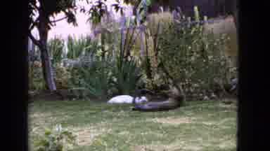San Francisco California (1963): Cats In Relaxation