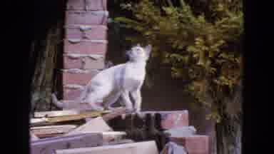 San Francisco California (1963): Tiger Striped Gray Cat Jumps Upward From Brick