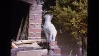 San Francisco California (1963): Cat On A Brick Structure Looking Around